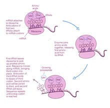 Genetics - Biological and Molecular Illustrations by Tom Mallon - Ink on Mylar - Protein Synthesis