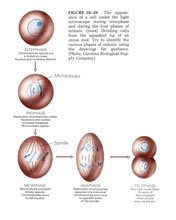 Genetics - Biological and Molecular Illustrations by Tom Mallon - Ink on Mylar - Cell Mitosis